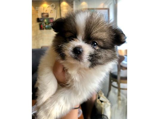 PoulaTo: Κουτάβια Pomeranian